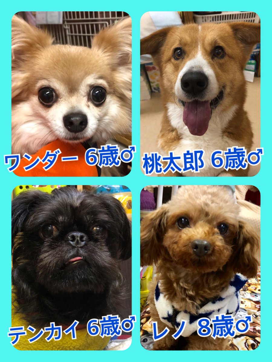 🐾今日の里親様募集中ワンコ🐶メンバーです🐾2020,1,20